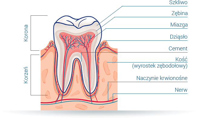 Schemat budowy zęba